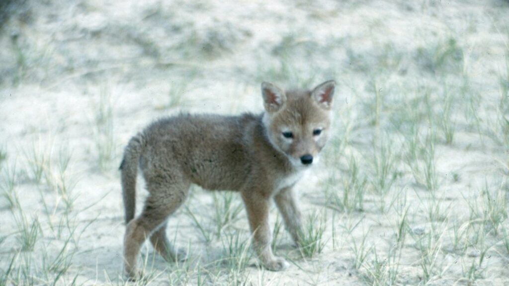 Different Types of Coyotes 3 coyote standing in grass