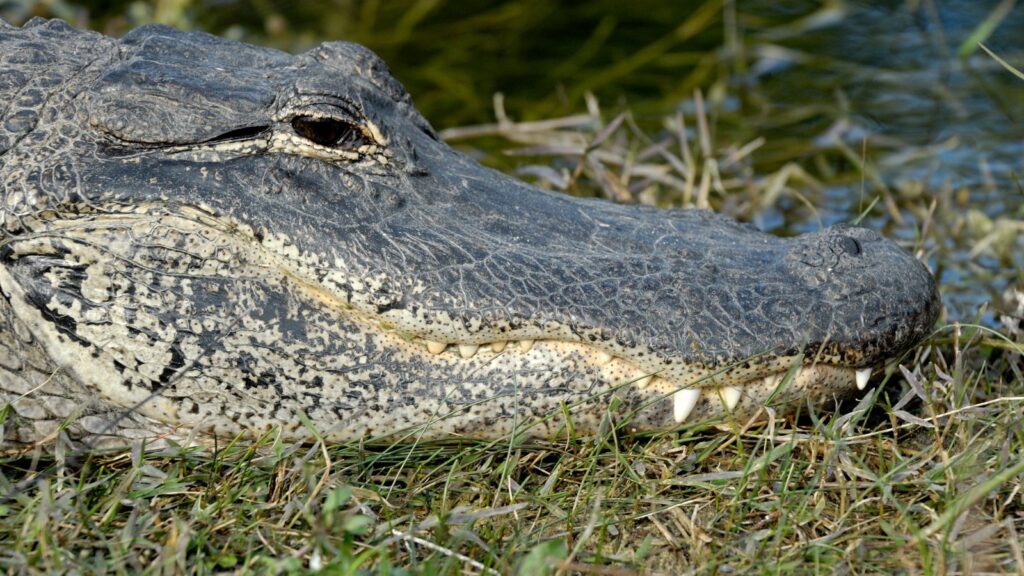 Do Alligators Shed Their Skin? 4 American alligator in Florida