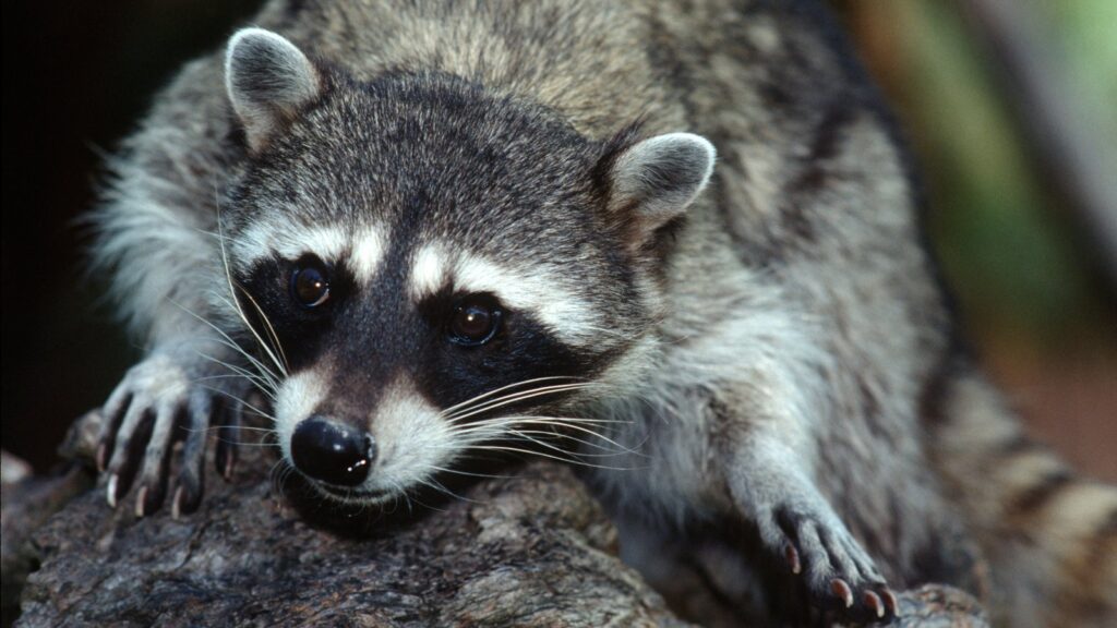raccoon close up portrait