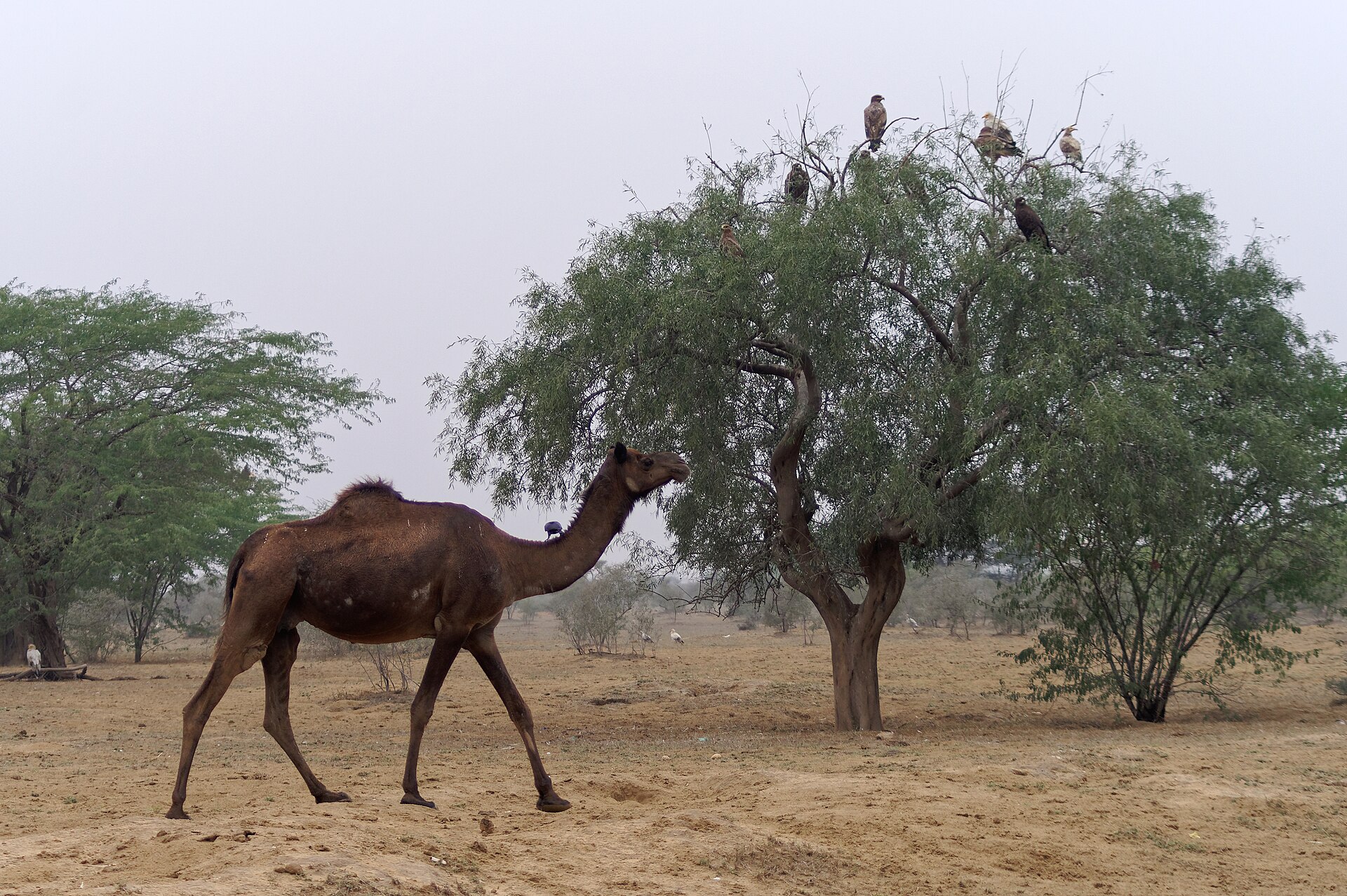 Can Camels Jump? Yes, But Only for a Split Second 4 Side profile of a dromedary camel walking, showing the long straight legs and pacing gait that prevent jumping