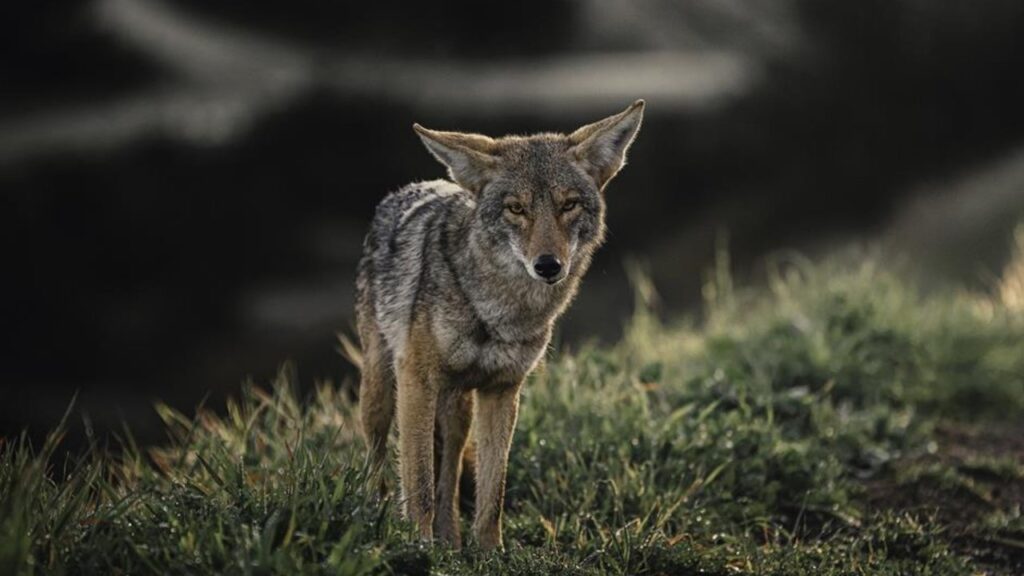 comparing eastern and western coyotes
