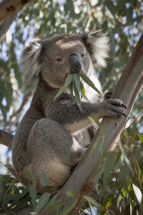 What Eats Tree Leaves: Leaf Eating Animals 5 eucalyptus specialist toxin processing folivores