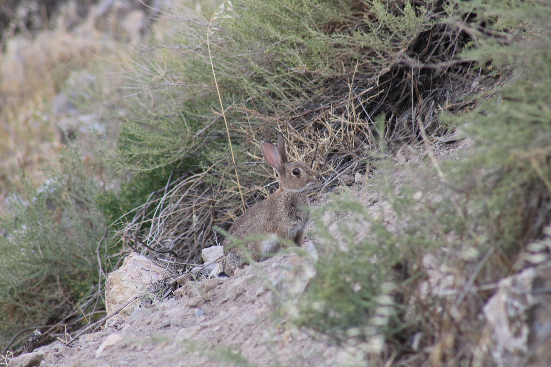The Most Anxious Animals, and What Actually Drives It 9 A European rabbit sitting alert at the edge of cover, ears up, in the posture that keeps a prey animal alive