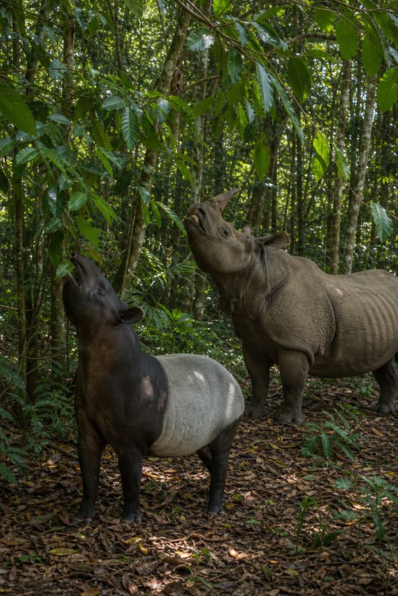 What Eats Tree Leaves: Leaf Eating Animals 14 forest browsers shaping ecosystems