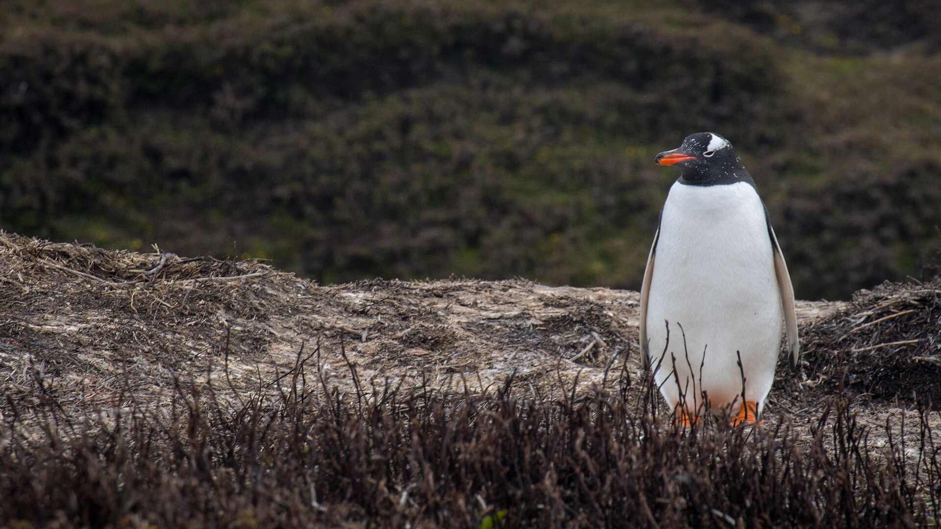 A gentoo penguin standing upright on tussock ground, its short wedge shaped tail visible against the rock