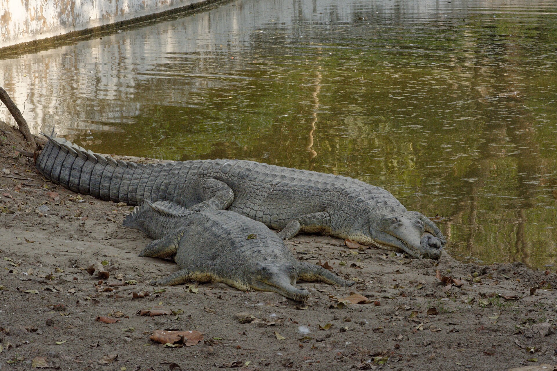 Gharial resting on sand, its narrow needle toothed snout built for catching fish rather than large mammals