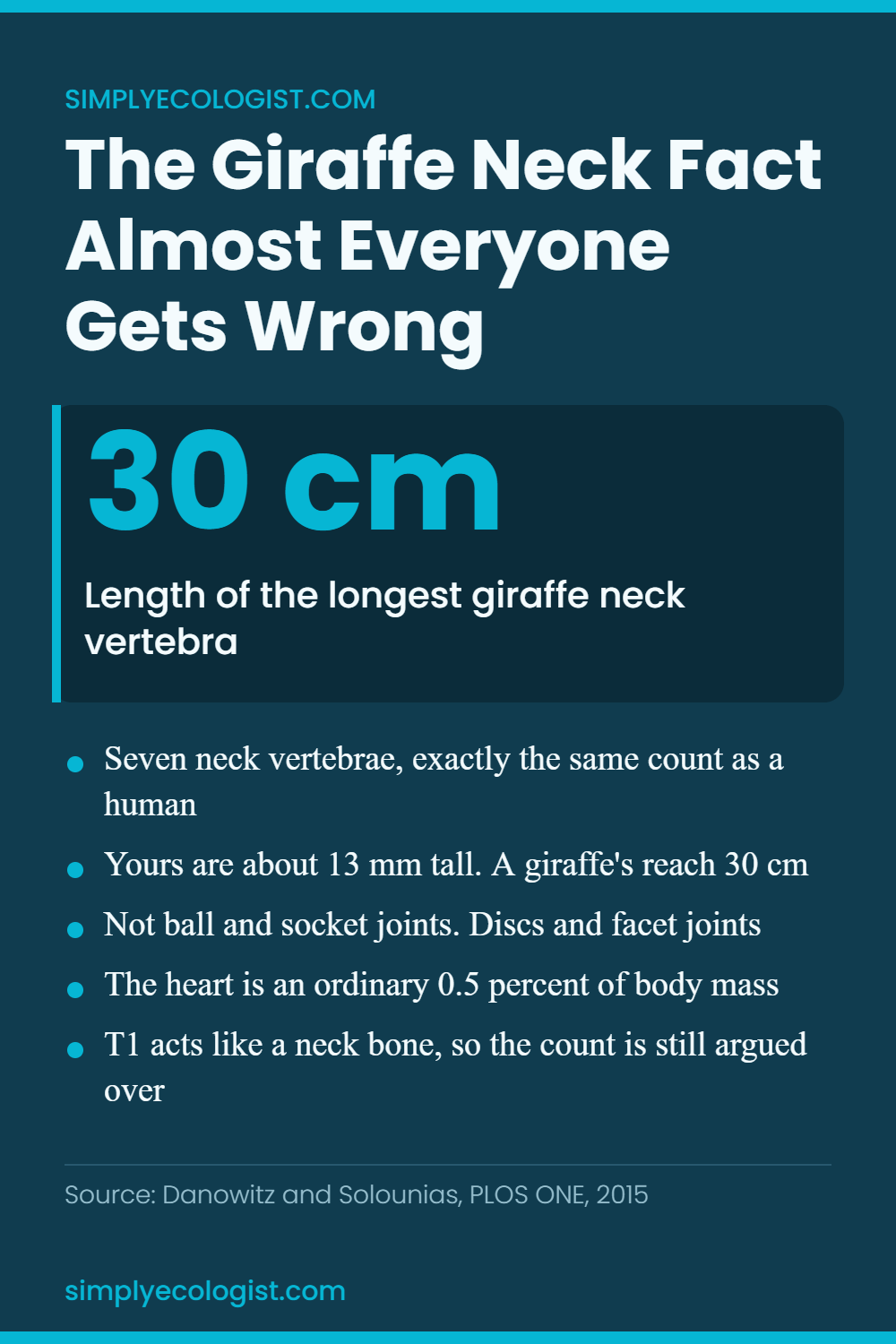 Giraffe neck vertebrae infographic showing seven cervical vertebrae, the longest measuring about 30 cm, and why the ball and socket joint claim is wrong