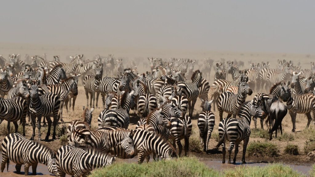 zebra herd on African grassland