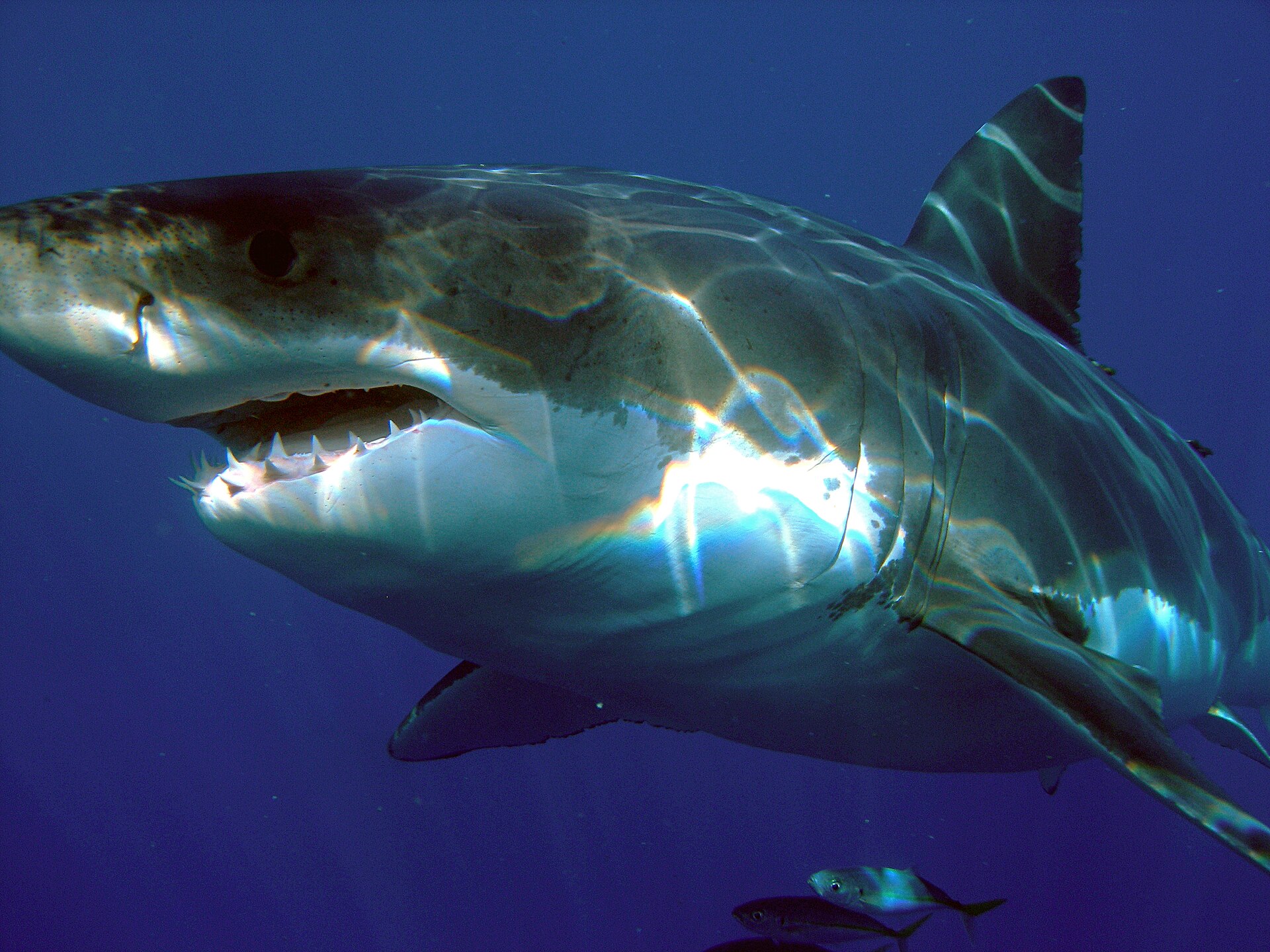 Are There Sharks in Italy? 41 Species, and a Great White Filmed Off Sicily 4 A great white shark swimming in open blue water, showing its conical snout, dark grey back and white underside