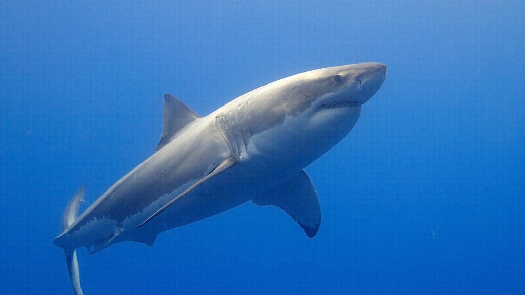 great white shark underwater