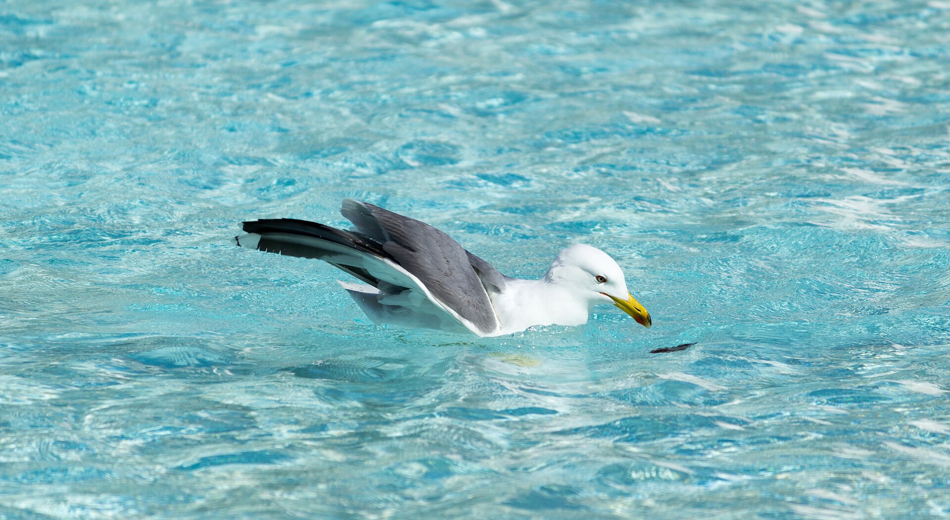 Can Seagulls Swim? Yes, and It Is Not the Oil That Keeps Them Up 6 A yellow legged gull floating on shallow water and dipping its head below the surface to take food, without diving