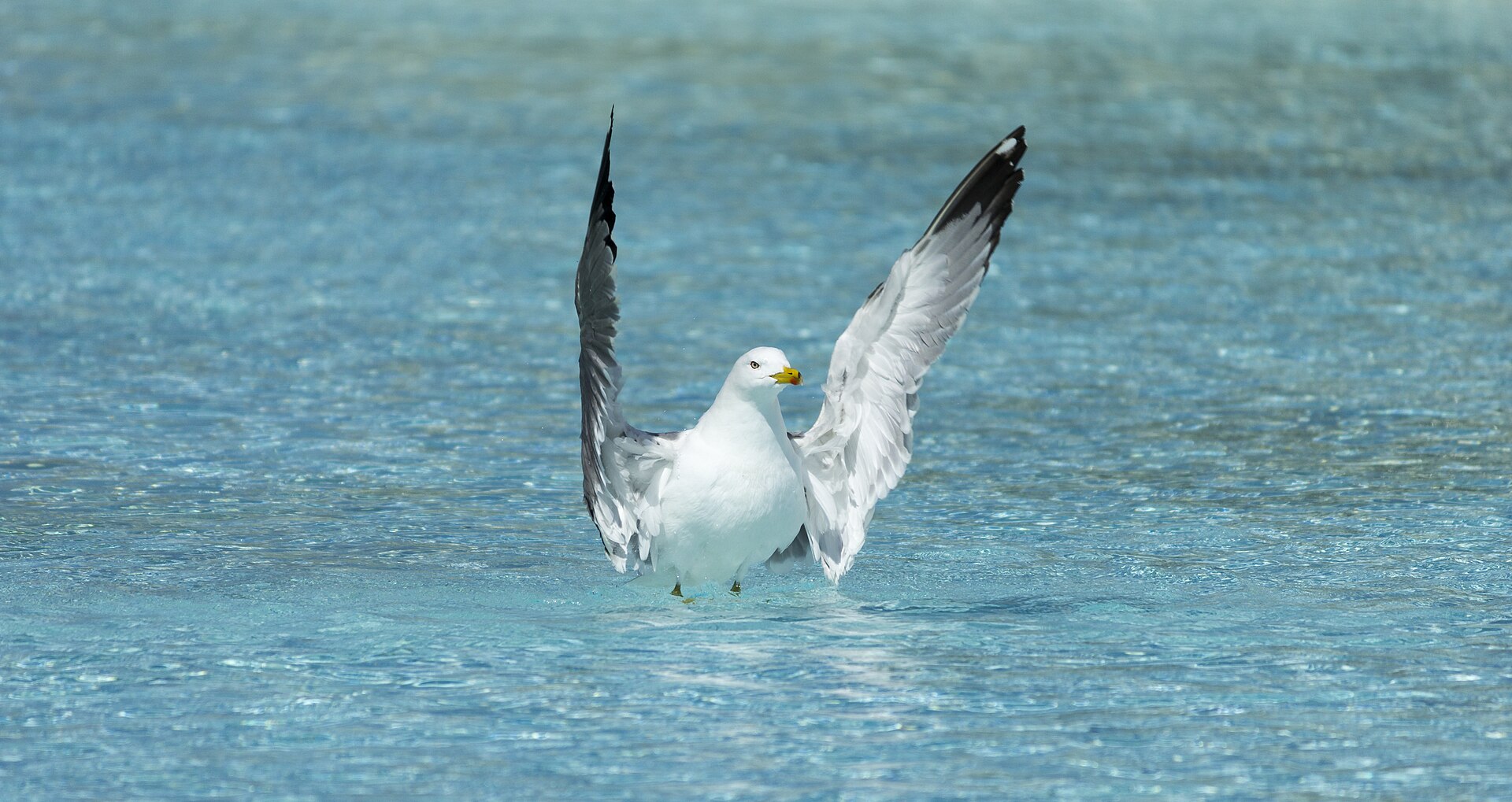 Can Seagulls Swim? Yes, and It Is Not the Oil That Keeps Them Up 4 A yellow legged gull settling onto water with its wings spread and its webbed feet lowered to break the landing