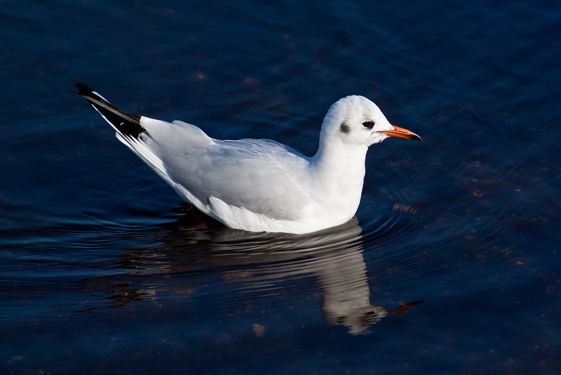 Can Seagulls Swim? Yes, and It Is Not the Oil That Keeps Them Up 3 A black headed gull swimming on dark water, riding high on the surface with its body held level and its tail clear of the water
