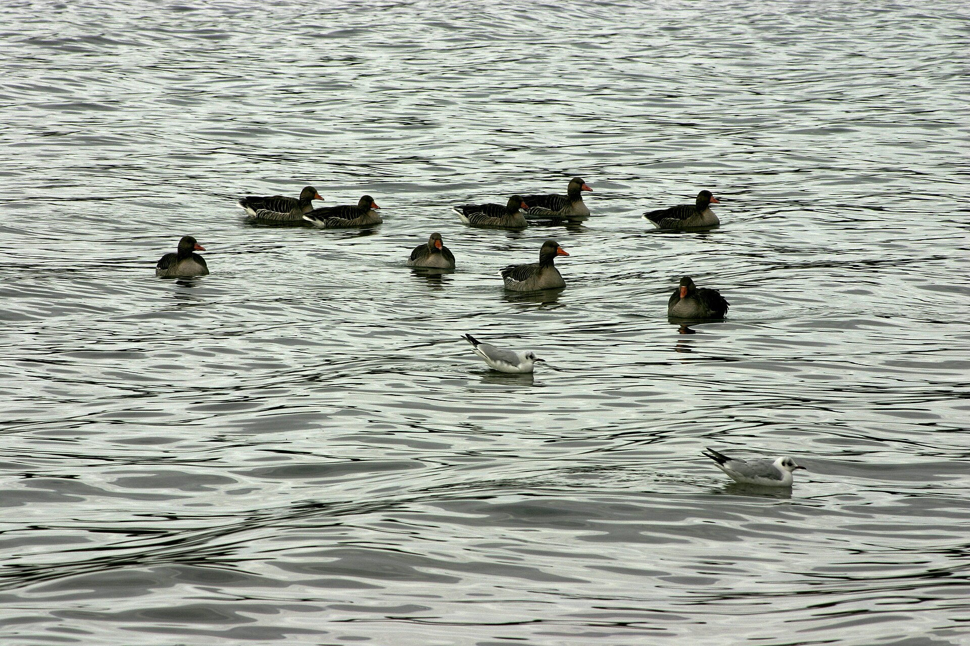 Can Seagulls Swim? Yes, and It Is Not the Oil That Keeps Them Up 7 A loose raft of gulls and geese resting on calm open water, the formation gulls use to sleep and stay safe in numbers