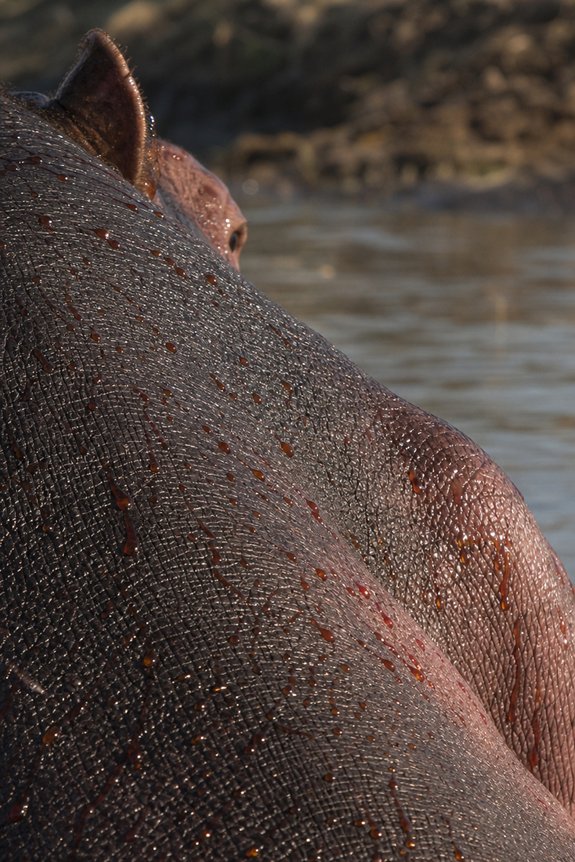 hippo secretion sunscreen and antibiotic