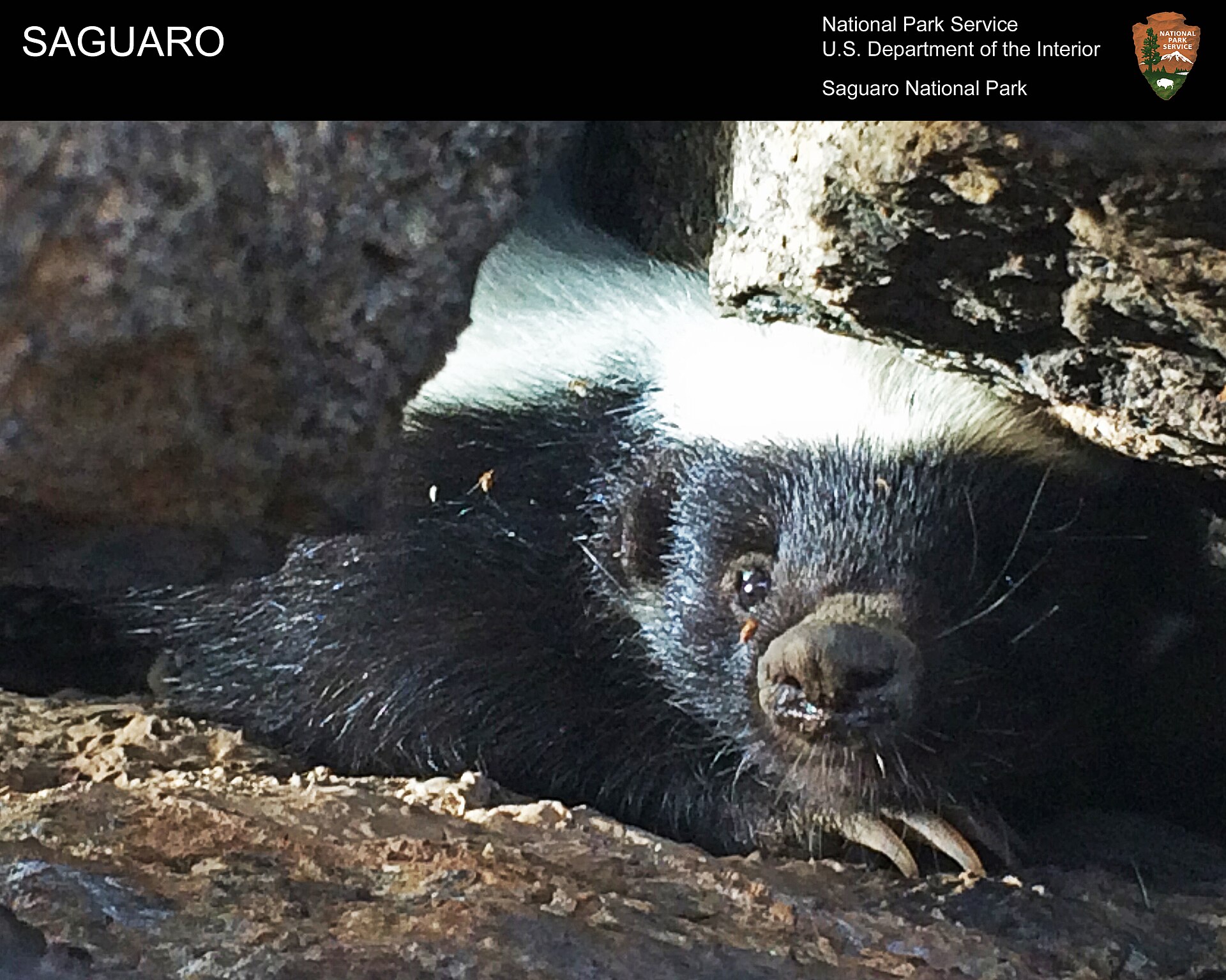 Badger vs Skunk: Four Ways to Tell Them Apart 3 A hog nosed skunk, the large southwestern species most often mistaken for a badger