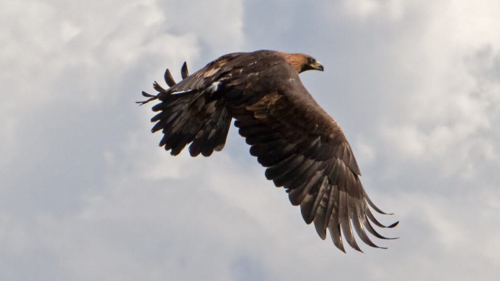 golden eagle in flight showing its wingspan