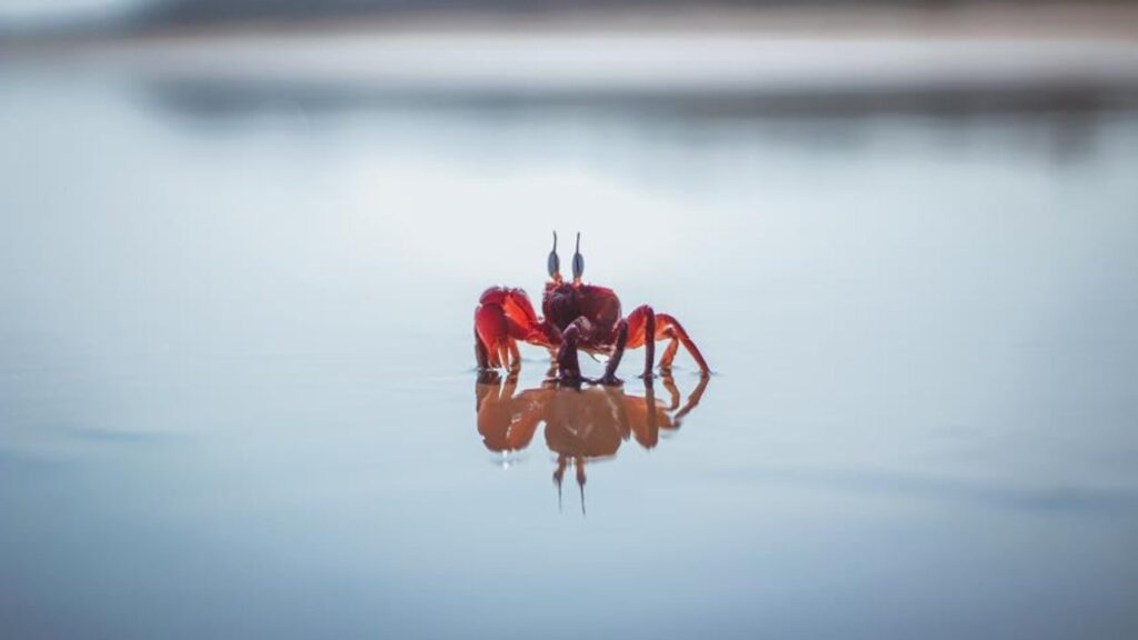 crabs breathing mechanisms explained