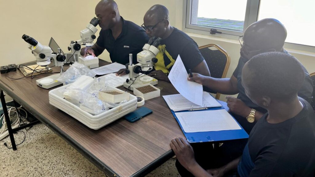 entomologists identifying insects collected in the field