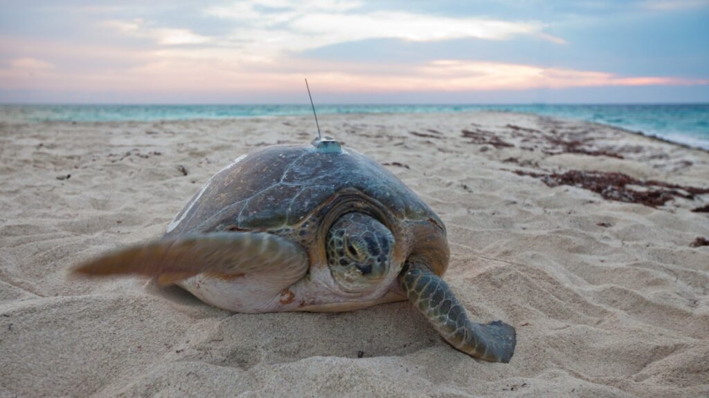 researchers tracking sea turtles on a beach