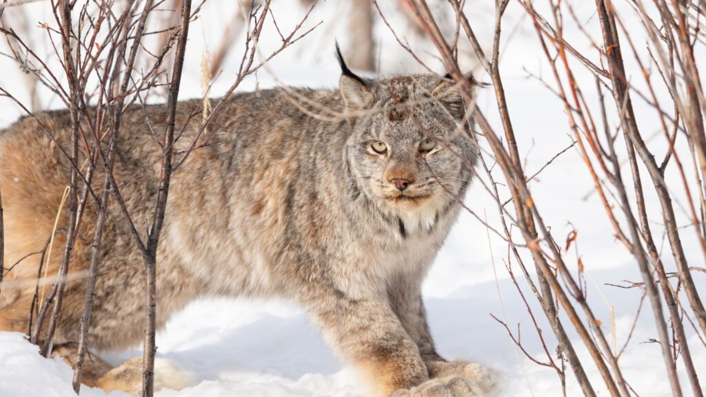 How Is GIS Used in Biology 5 lynx tracking project in Yukon Flats National Wildlife Refuge