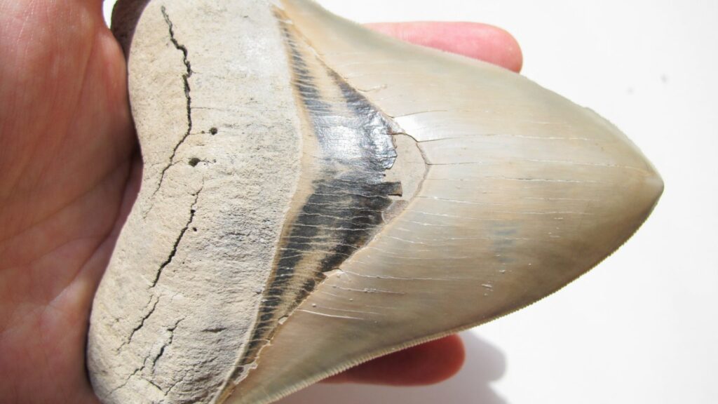 fossil megalodon tooth