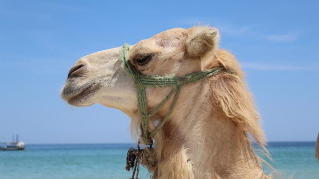 camel s water consumption explained