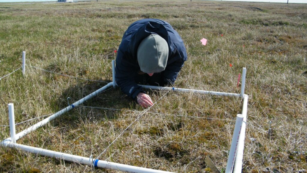 ecologist conducting a vegetation survey on field plots