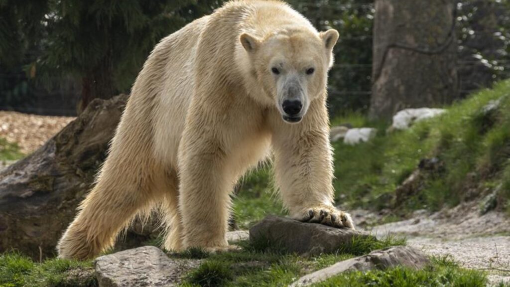 polar bear strength analysis