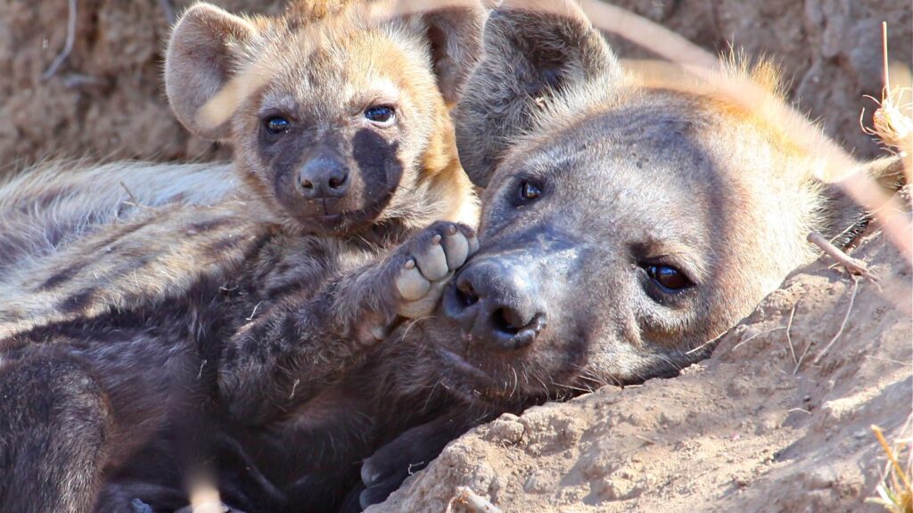 spotted hyena with cubs