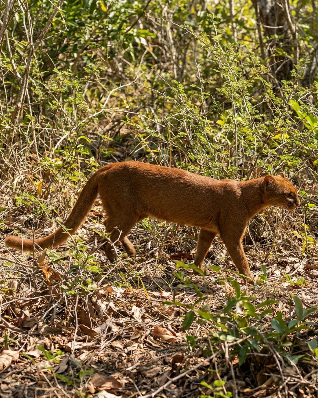 Jaguarundi (Herpailurus yagouaroundi) with a plain reddish coat in scrubland