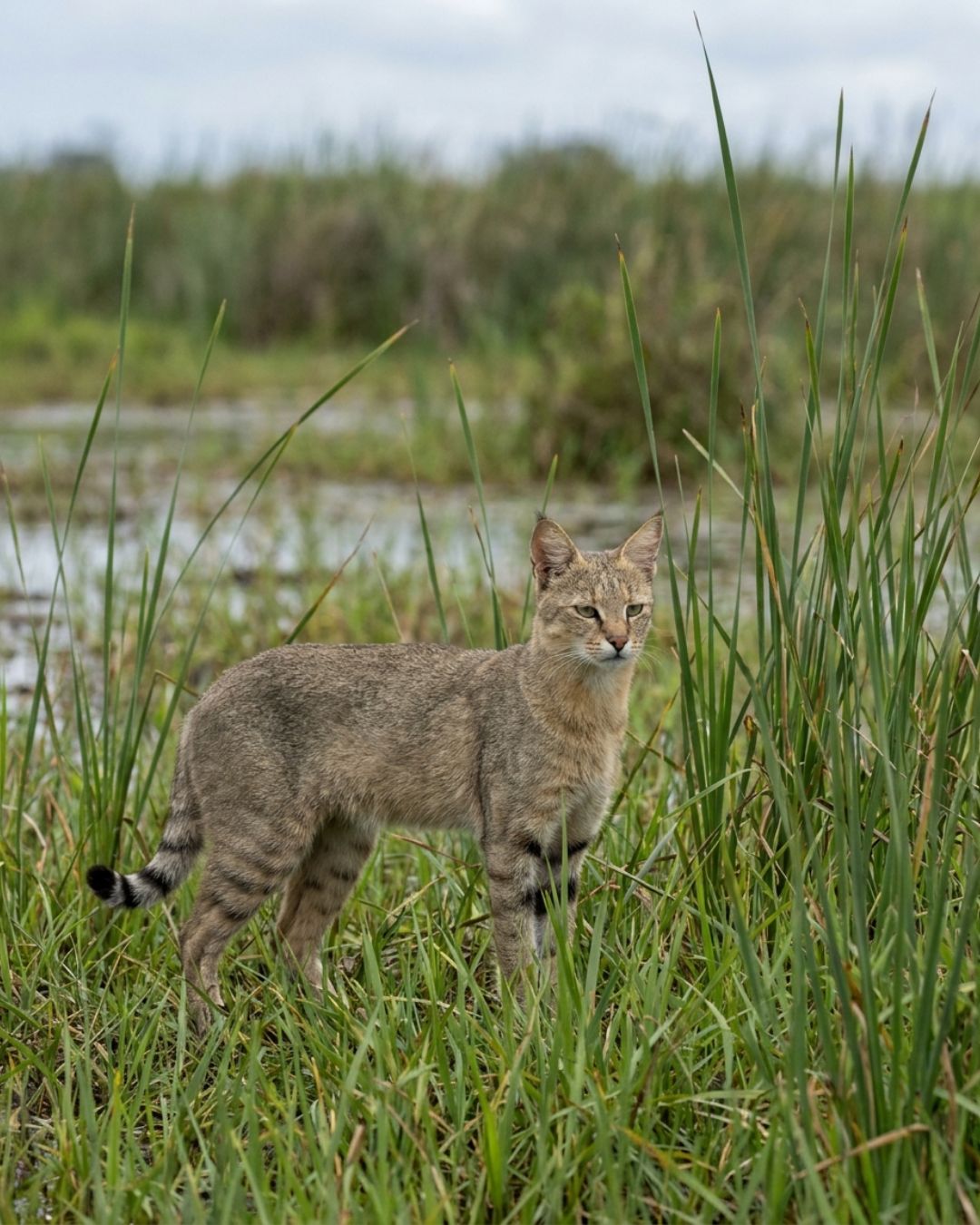 Jungle cat (Felis chaus) standing among wetland reeds