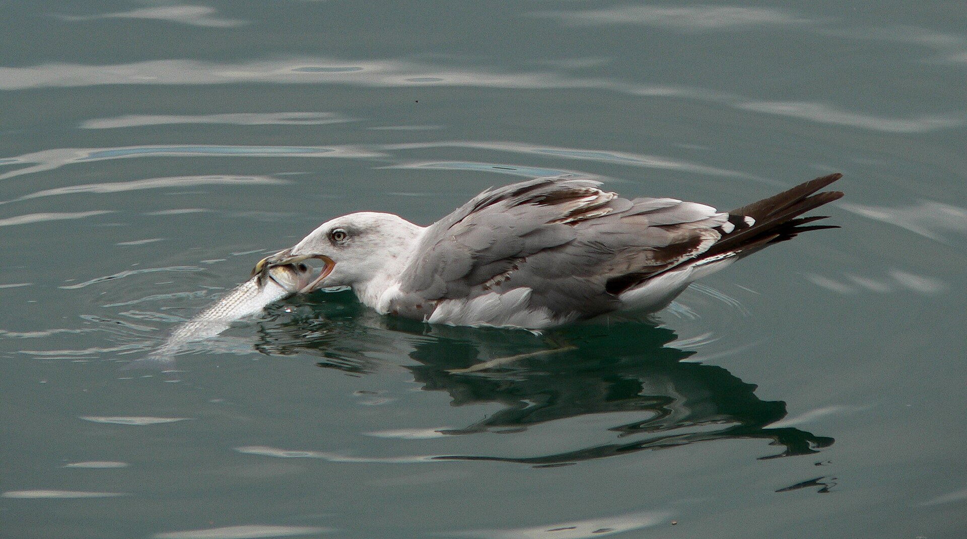 Can Seagulls Swim? Yes, and It Is Not the Oil That Keeps Them Up 8 A young gull in mottled brown juvenile plumage floating on the surface while handling a fish it has picked up