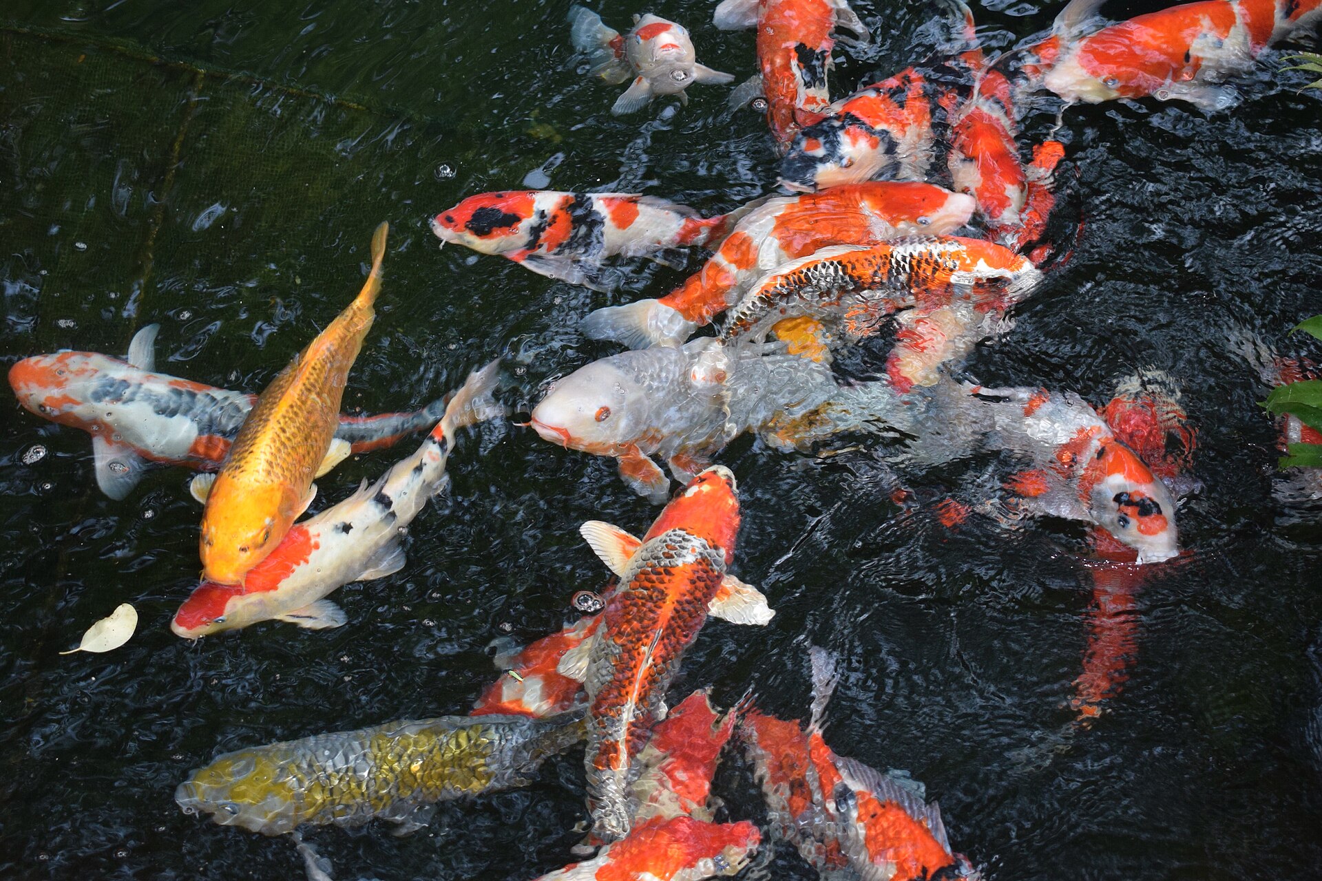A group of koi crowding the surface of an outdoor pond, showing the size adult fish reach and the volume of water they need