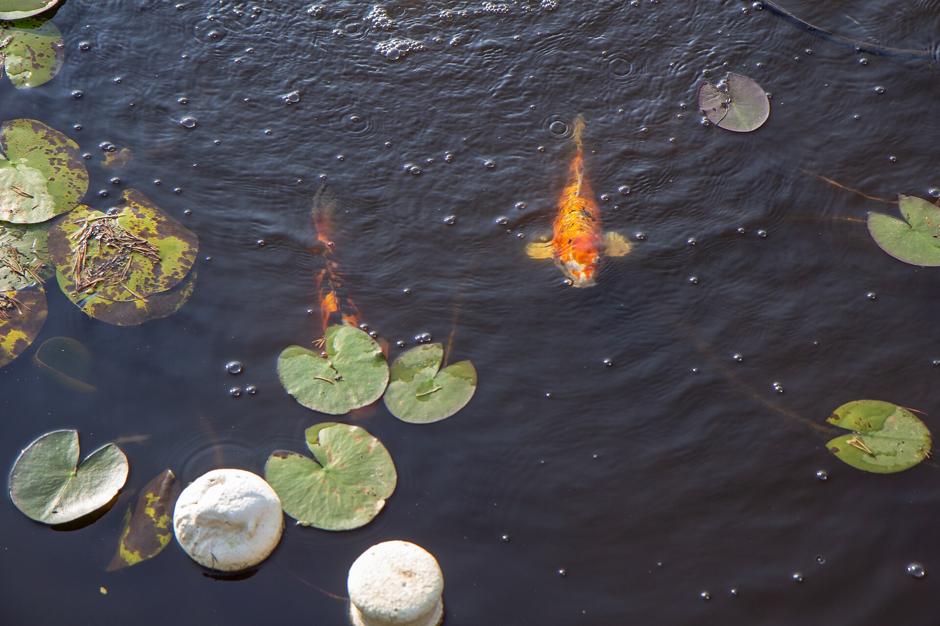 Koi swimming beneath water lilies in a garden pond, the kind of planted pond that needs enough depth for fish to overwinter safely