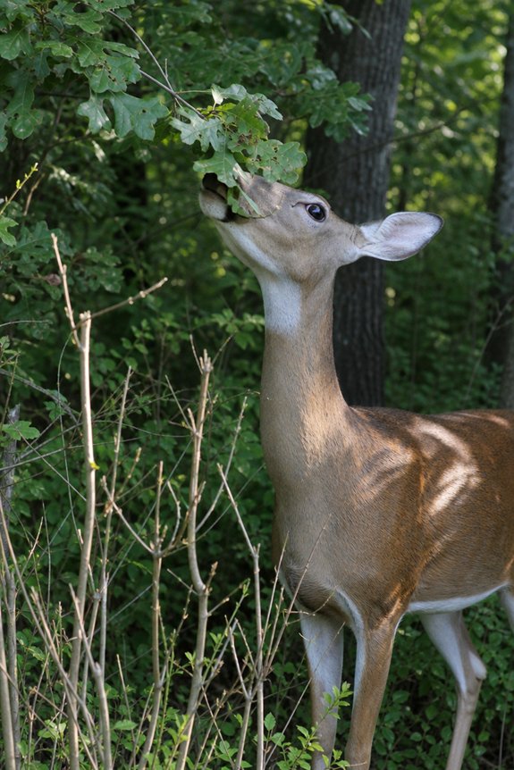 What Eats Tree Leaves: Leaf Eating Animals 4 leaf eating strategies by height