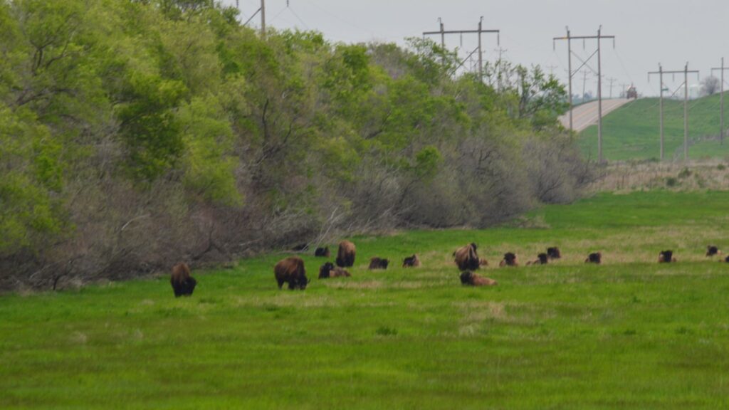 bison herd grazing on prairie grassland