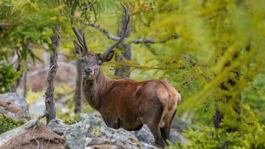 List of Temperate Forest Animals 4 wild red deer in a temperate forest
