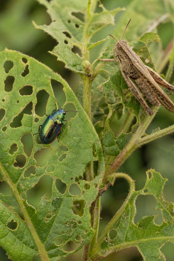 What Eats Tree Leaves: Leaf Eating Animals 19 mandibled insects cause defoliation