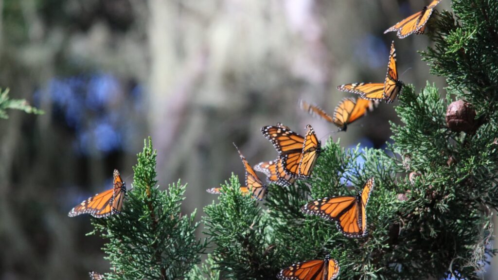 monarch butterflies overwintering in Pacific Grove California