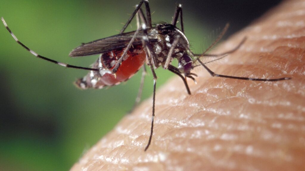 tiger mosquito feeding on human skin