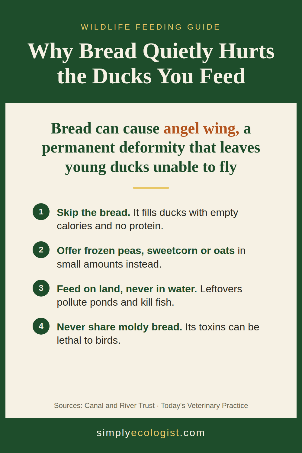 Animals That Eat Bread BUT THEY SHOUD NOT 5 Never feed bread to ducks infographic showing angel wing risk and safe feeding alternatives like frozen peas, sweetcorn and oats