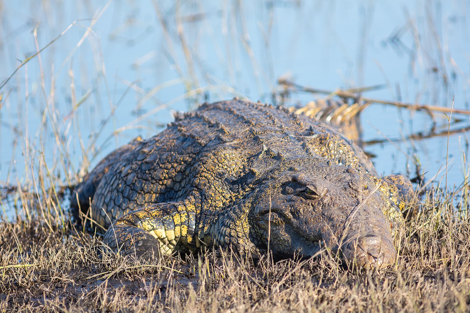 Nile crocodile resting on a riverbank in Chobe National Park, Botswana