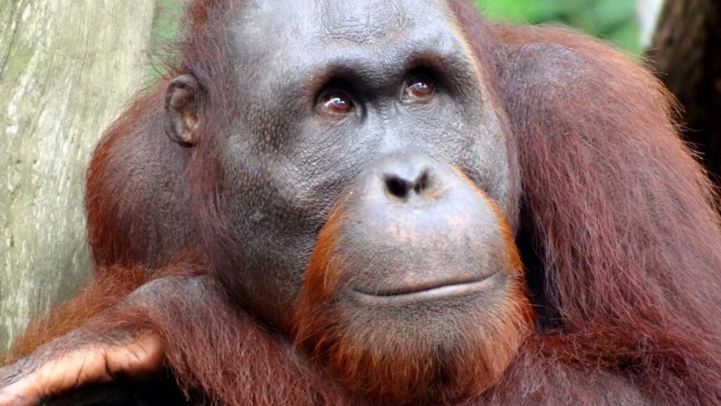 portrait of an orangutan
