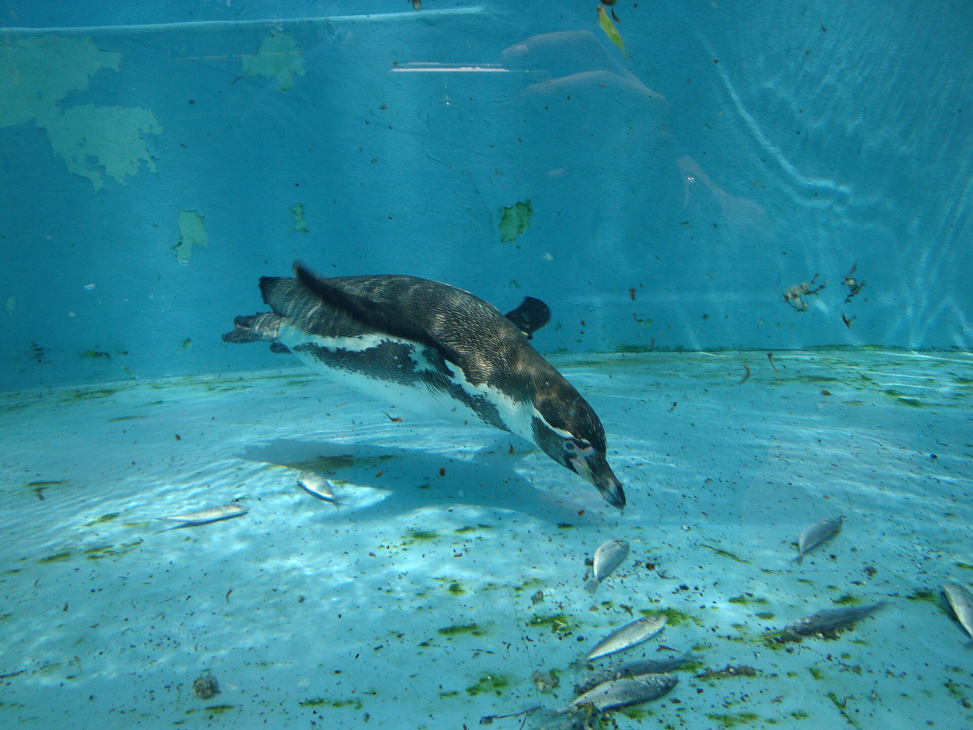 A Humboldt penguin swimming underwater with its tail trailing behind, the rigid wedge it uses as a steering surface