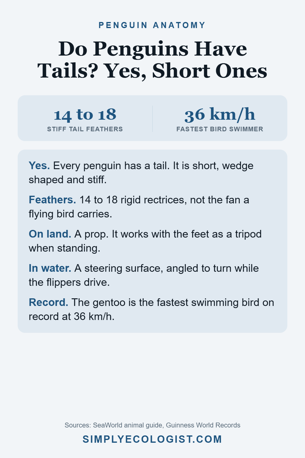 Pinterest graphic titled Do Penguins Have Tails Yes Short Ones, showing 14 to 18 stiff tail feathers and the gentoo record of 36 km per hour, plus how the tail works on land and in water