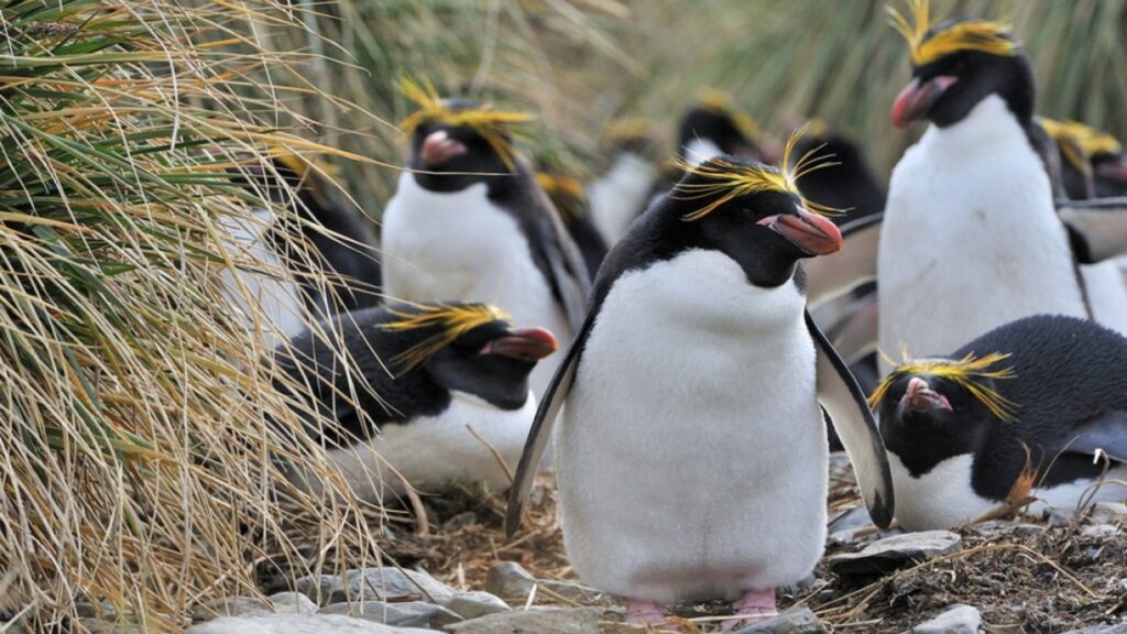 penguins with yellow hair