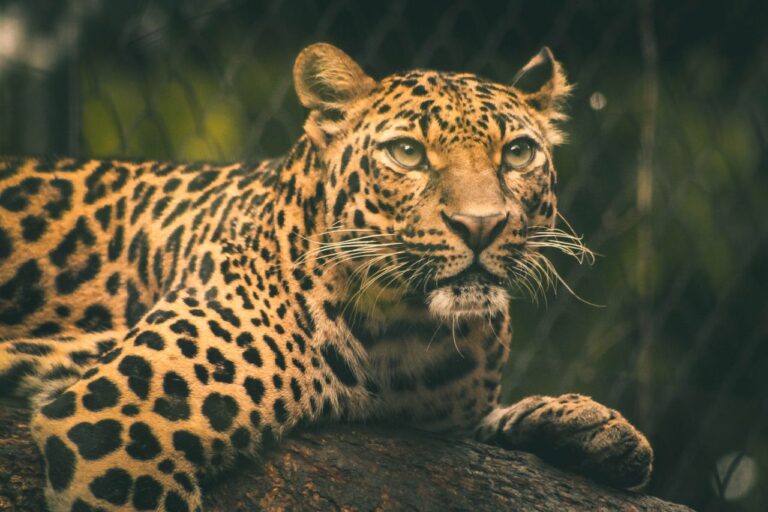 All 40 Wild Cat Species And Where To See Them In The Wild 1 A detailed close-up of a leopard resting in a zoo, showcasing its vibrant spots and intense eyes.