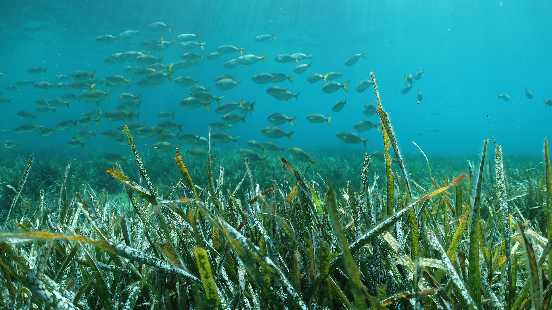 Are There Sharks in Italy? 41 Species, and a Great White Filmed Off Sicily 7 A Posidonia oceanica seagrass meadow in the Mediterranean with a school of salema porgy swimming above it