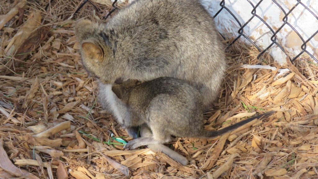 quokka with joey on Rottnest Island